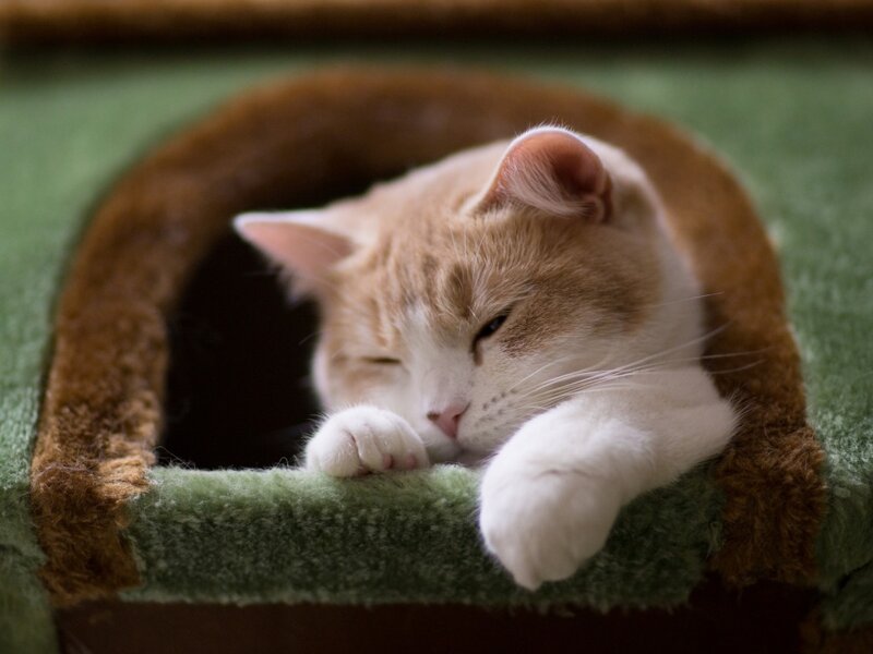 Orange and White Cat — Green, Calm, Photograph, Cat Bed
