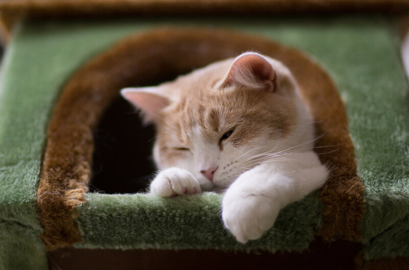 Orange and White Cat — Green, Calm, Photograph