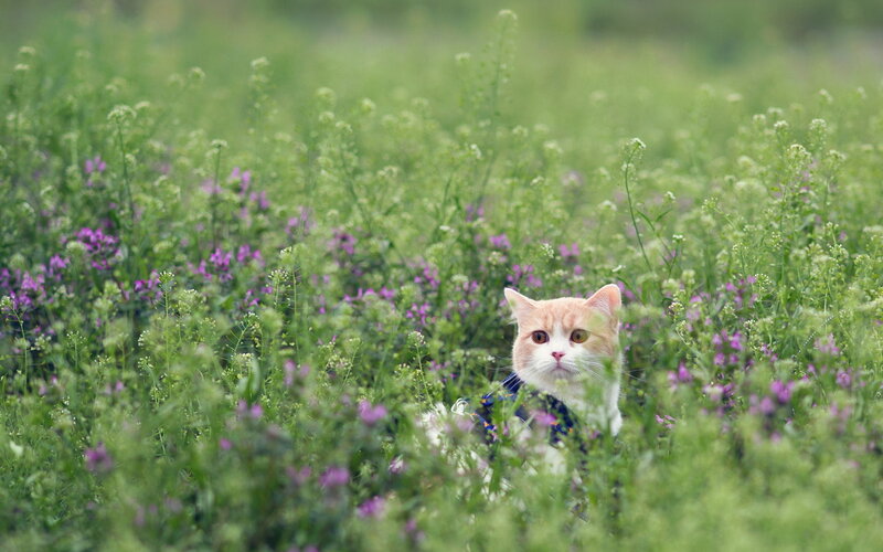 Orange and White Cat — Green, Calm, Spring, Photograph