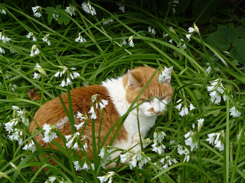 Orange and White Cat — Green, Calm, Spring