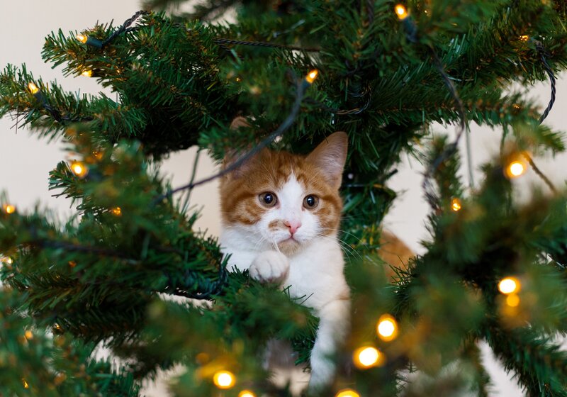 Orange and White Cat — Green, Calm, Winter