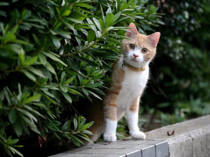 Orange and White Cat — Green, Curious, Afternoon, Photograph, Bush