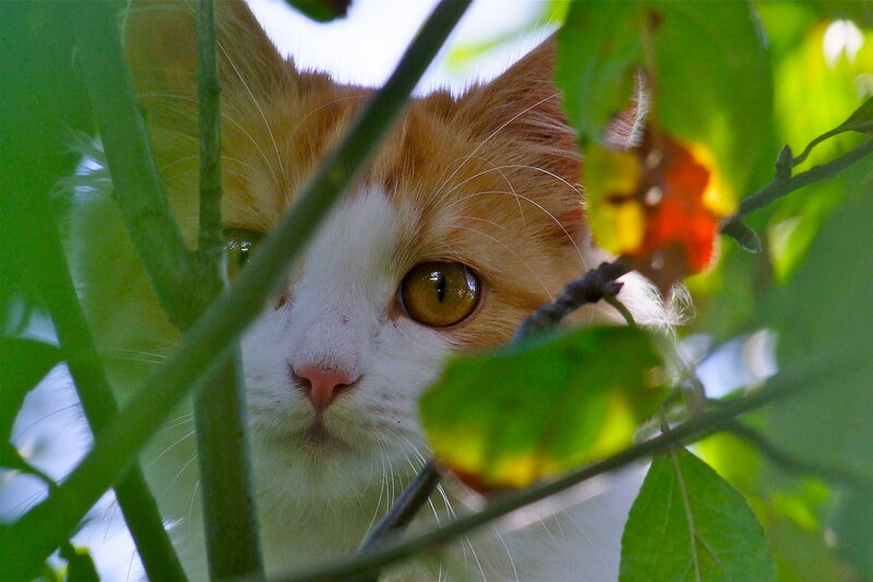 Orange and White Cat — Green, Curious, Afternoon, Photograph, Leaves