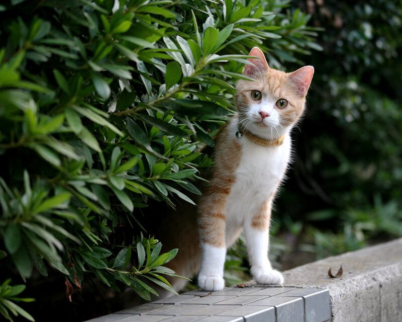 Orange and White Cat — Green, Curious, Afternoon