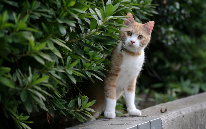 Orange and White Cat — Green, Curious