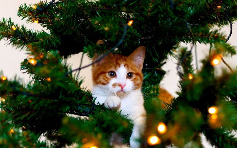 Orange and White Cat — Green, Festive