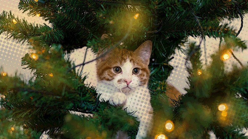 Orange and White Cat — Green, Festive, Winter