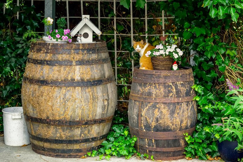 Orange and White Cat — Green, Peaceful