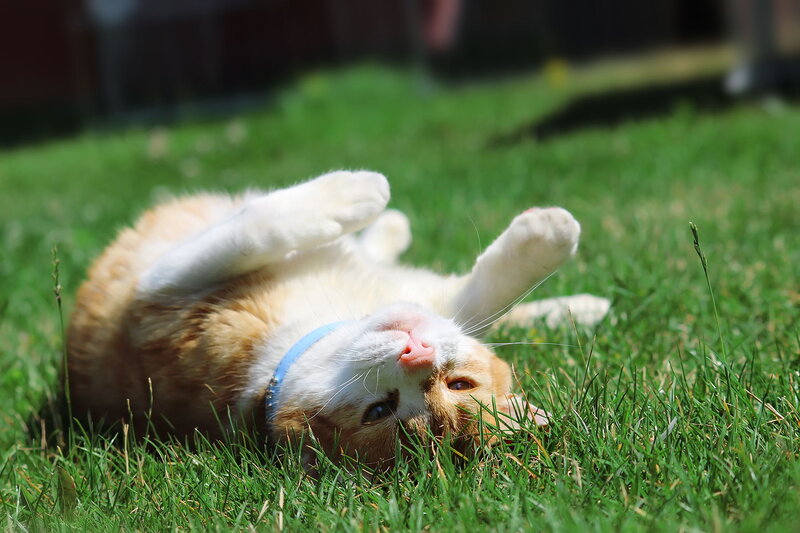 Orange and White Cat — Green, Playful