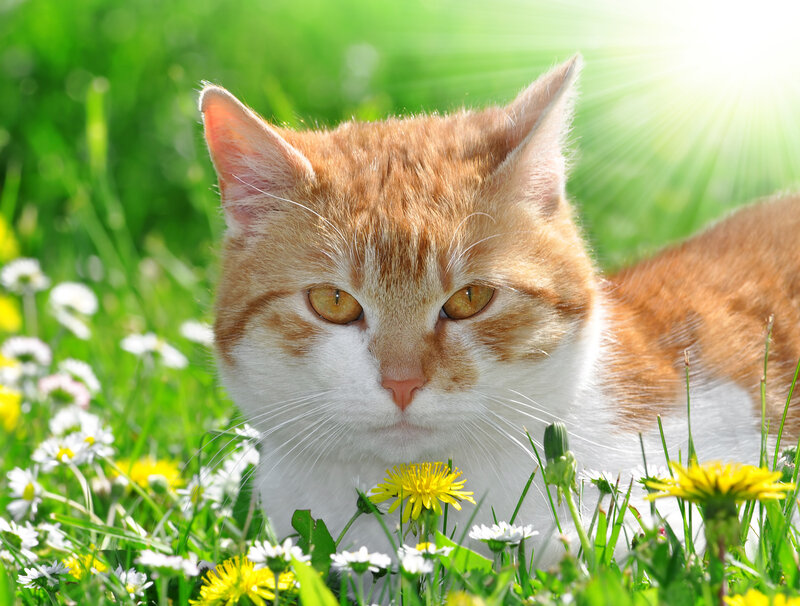 Orange and White Cat — Green, Serene, Afternoon