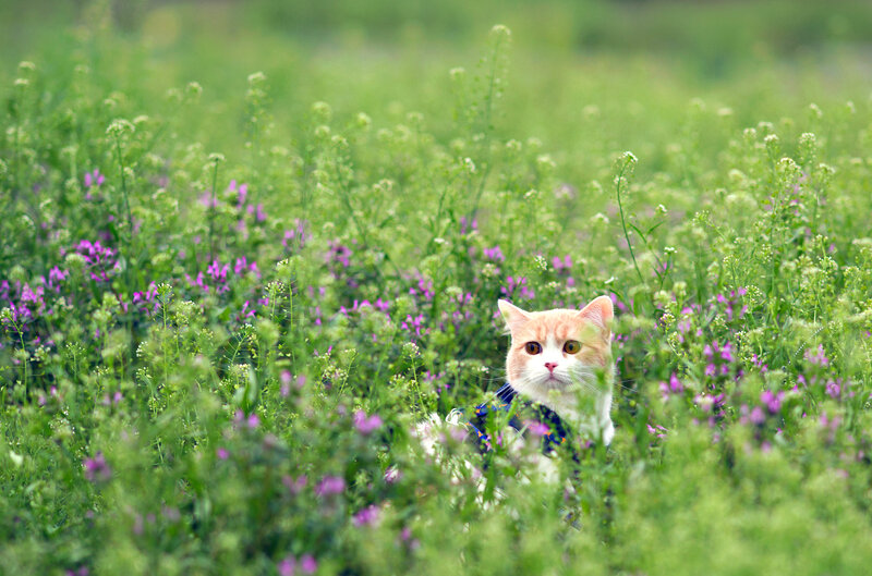 Orange and White Cat — Green, Serene, Spring