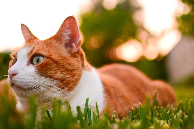 Orange and White Cat — Green, Serene, Sunset