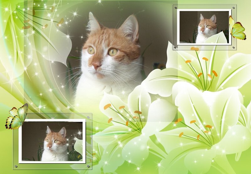 Orange and White Cat — Green, Serene