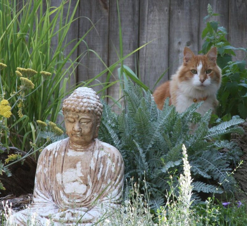 Orange and White Cat — Green