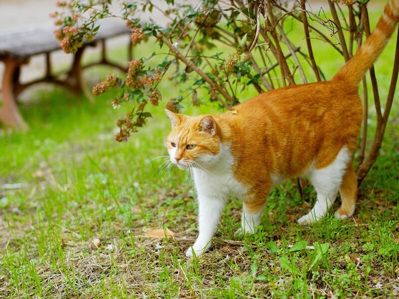 Orange and white cat in garden