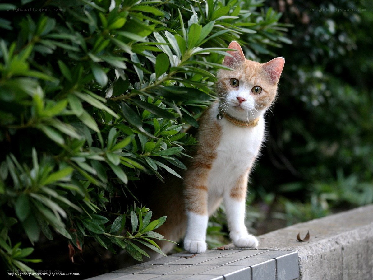Orange and white cat in garden
