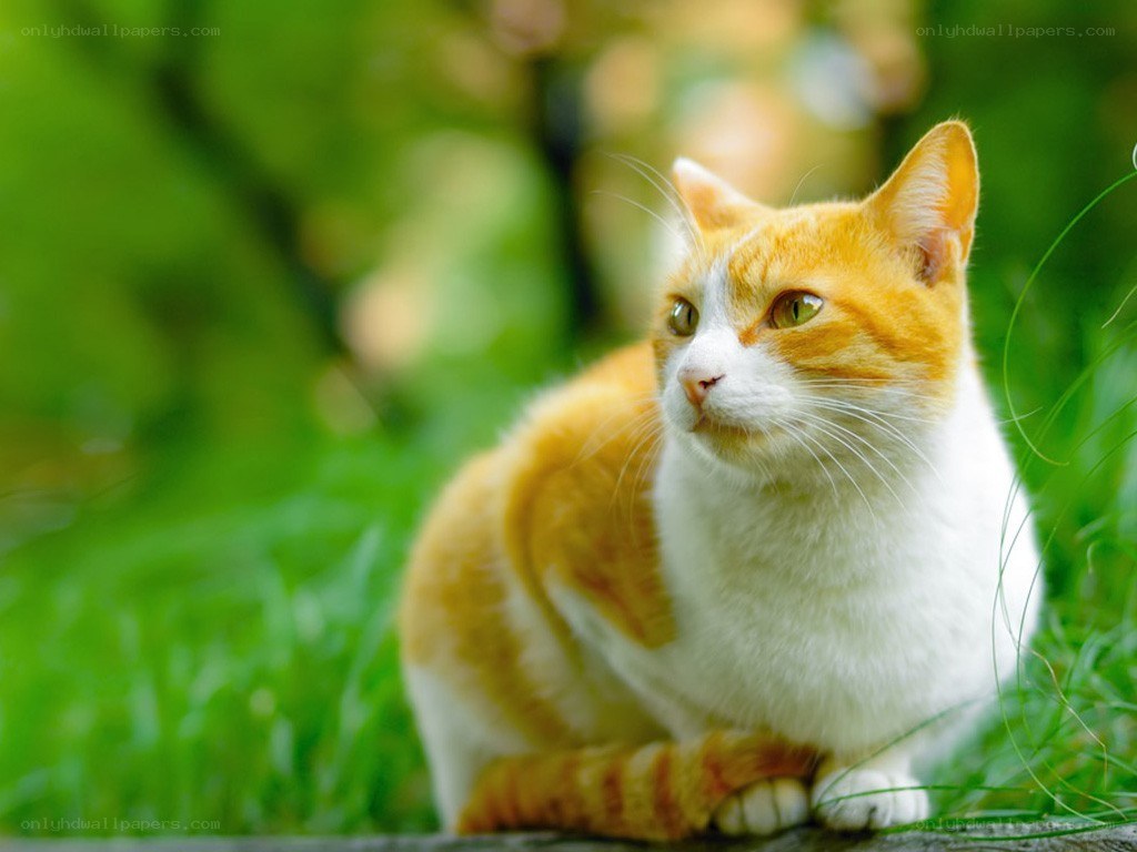 orange and white cat in grass
