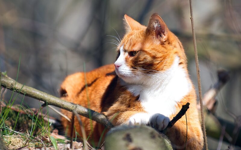 orange and white cat in nature