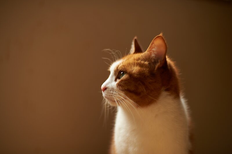 orange and white cat in profile