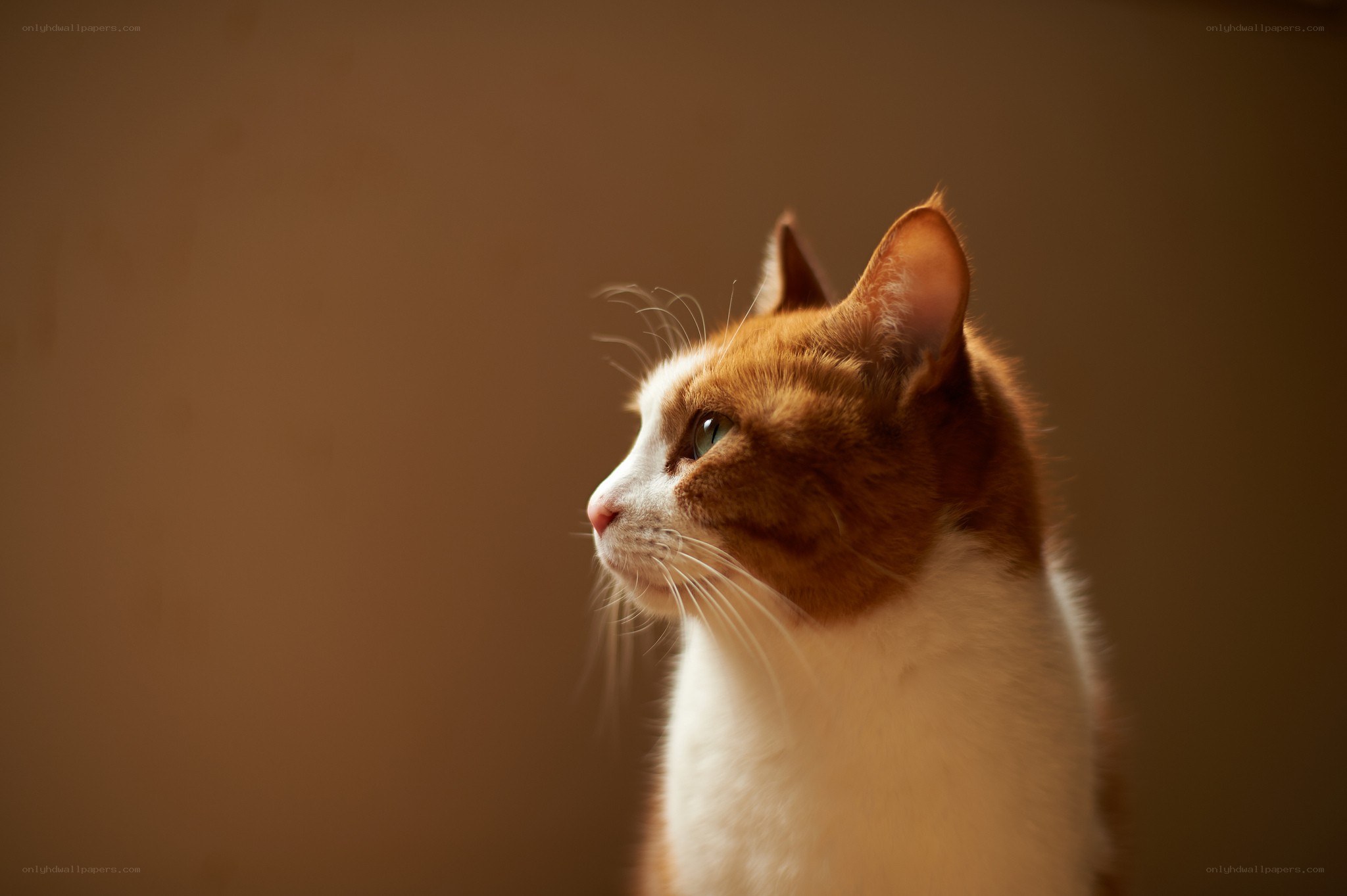 orange and white cat in profile