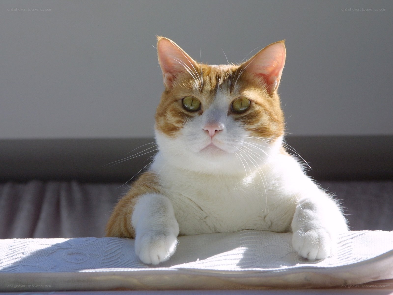 orange and white cat in sunlight