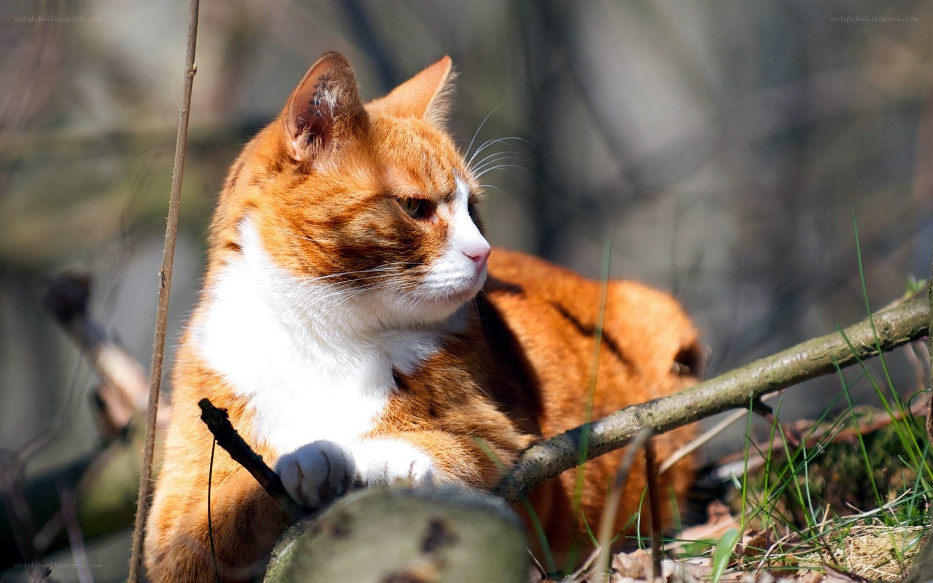 Orange and white cat in the wild
