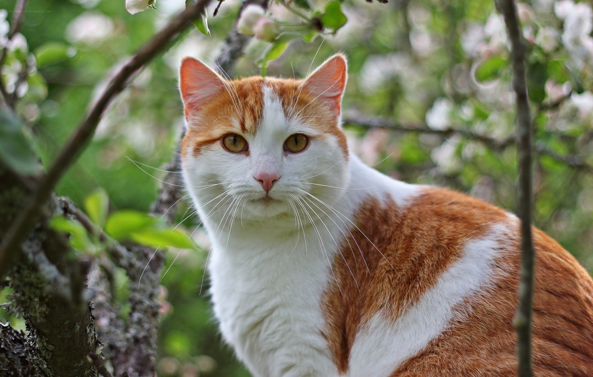 Orange and white cat in tree