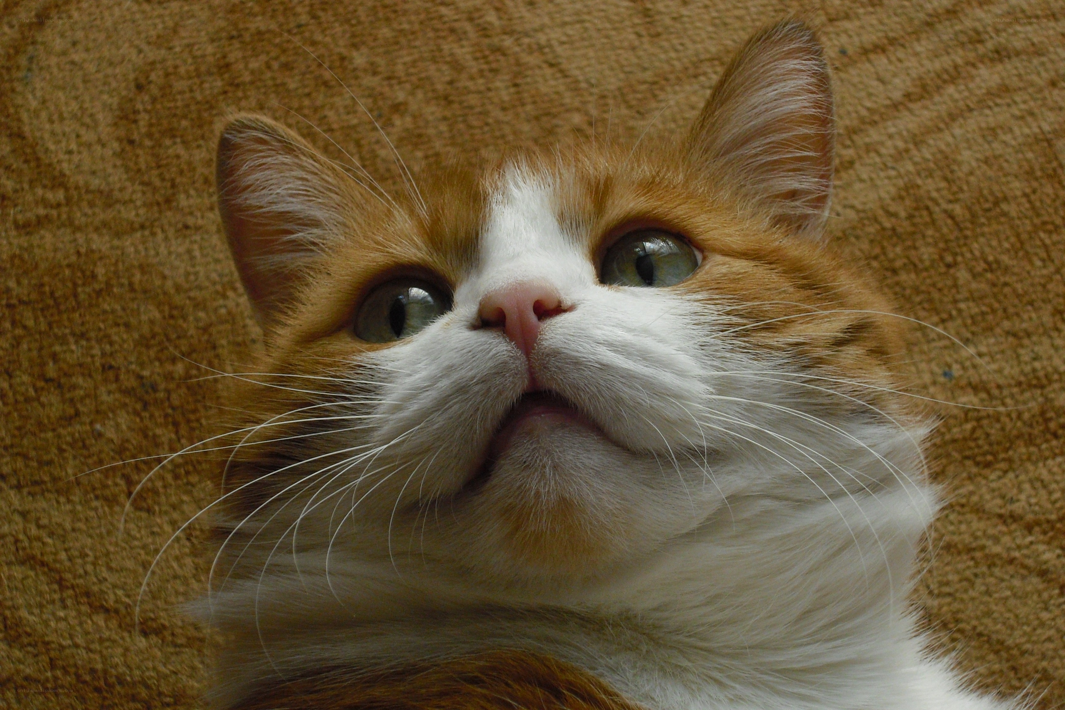 orange and white cat looking up
