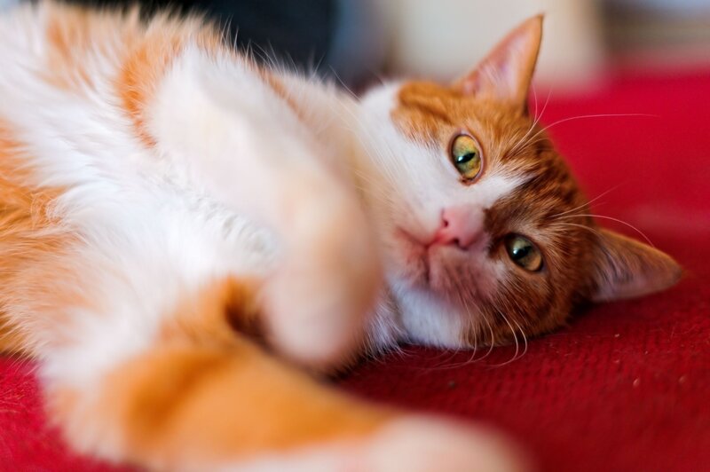 orange and white cat lying down