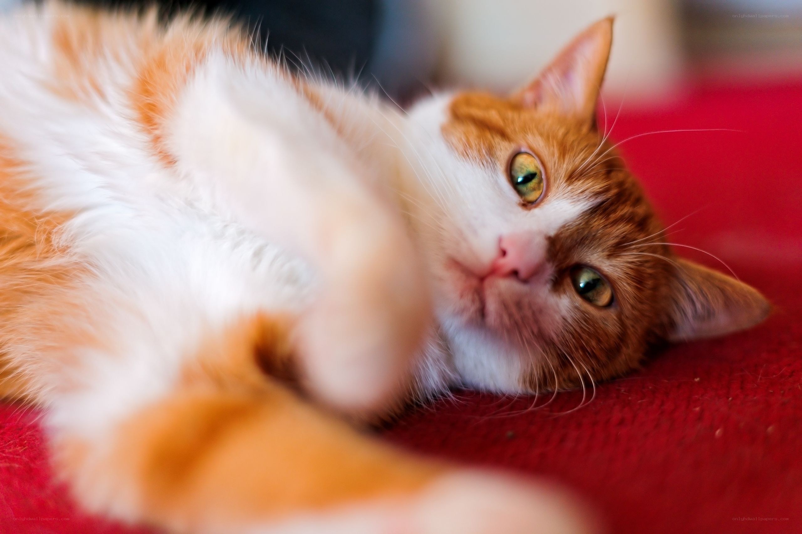 orange and white cat lying down
