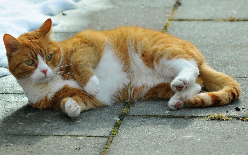 orange and white cat lying down