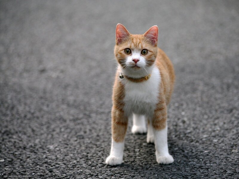 Orange and White Cat — Neutral, Photograph, Collar