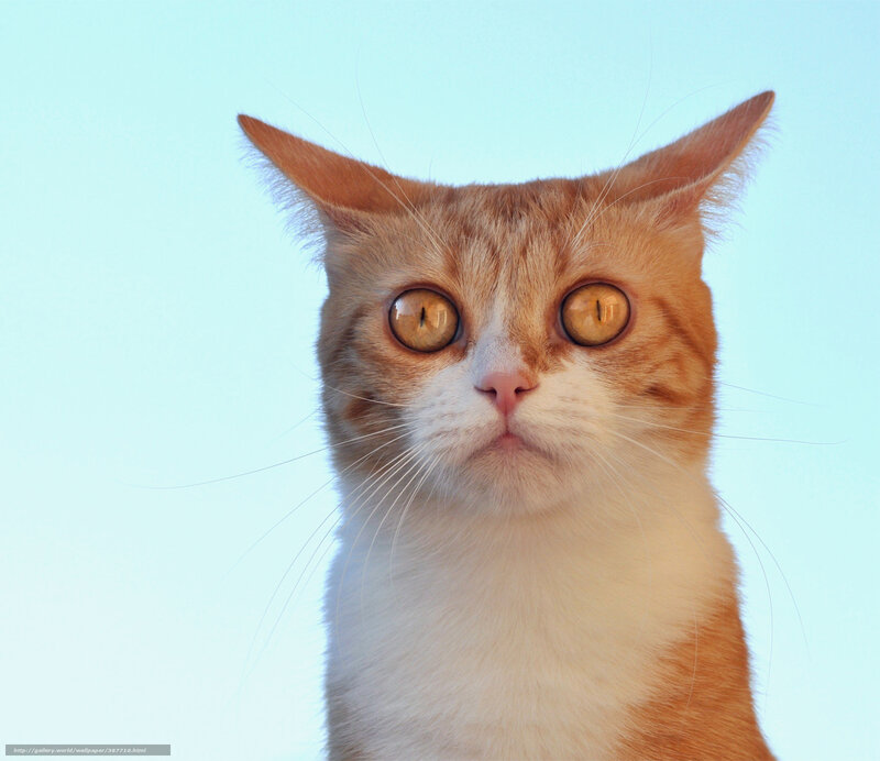 Orange and White Cat — Neutral, Photograph, Ears