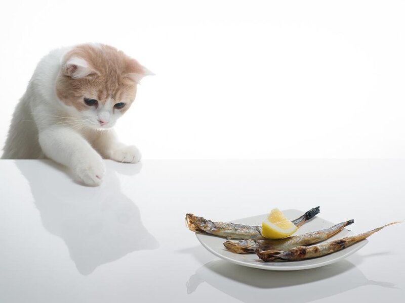 Orange and White Cat — Neutral, Photograph, Plate