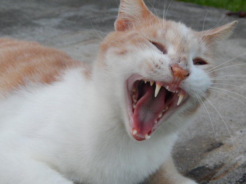 Orange and White Cat — Neutral, Photograph, Yawning