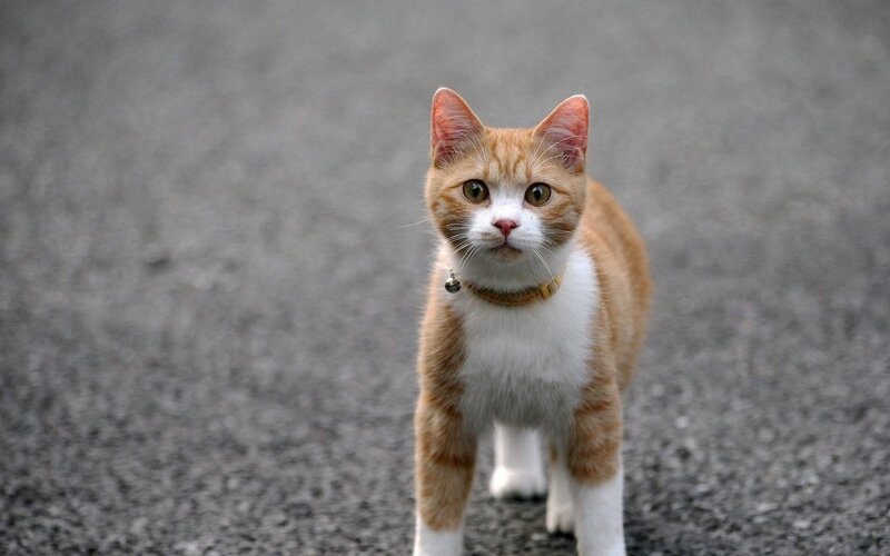 Orange and White Cat — Neutral