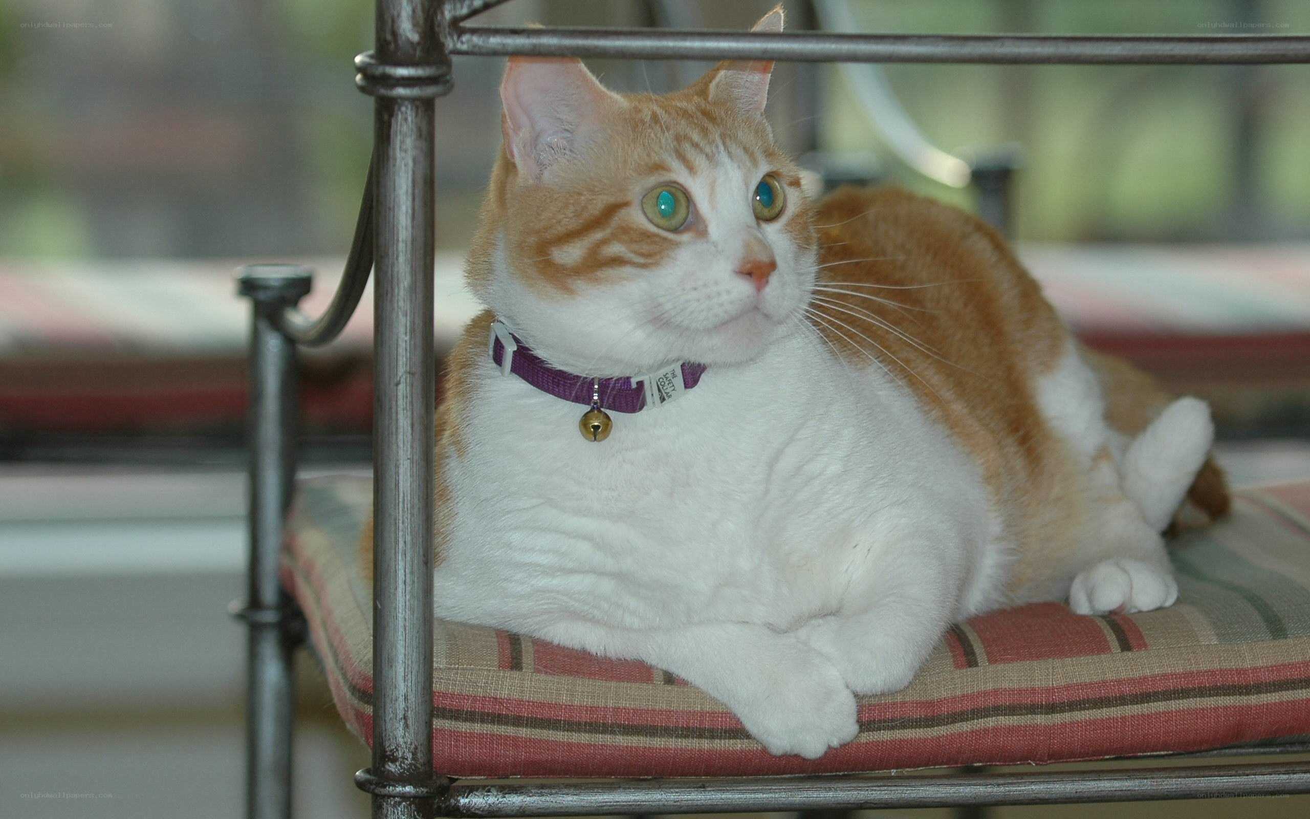 Orange and white cat on a chair