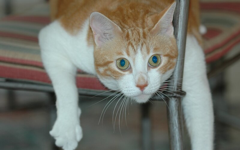 orange and white cat on chair