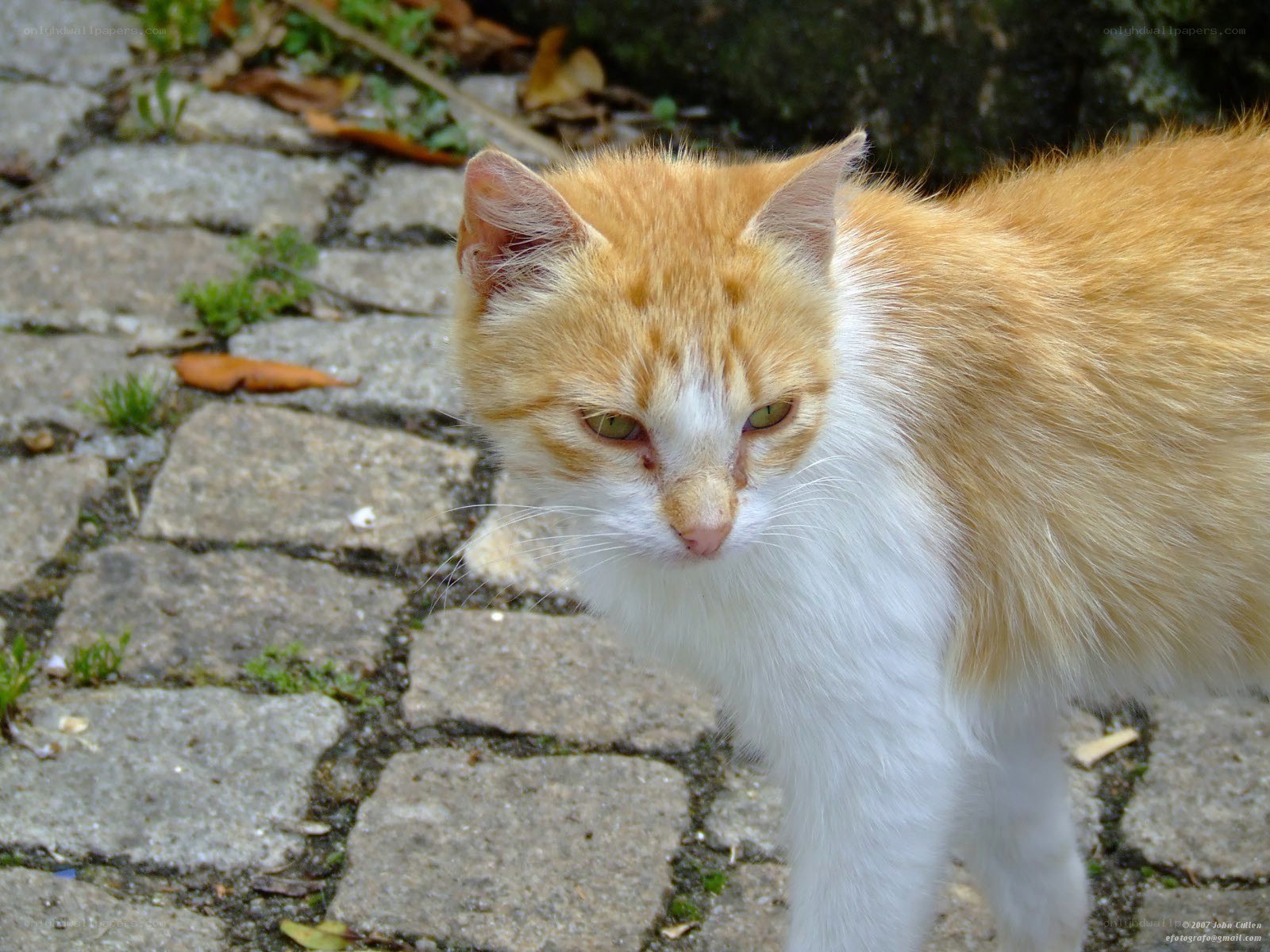 orange and white cat on cobblestones