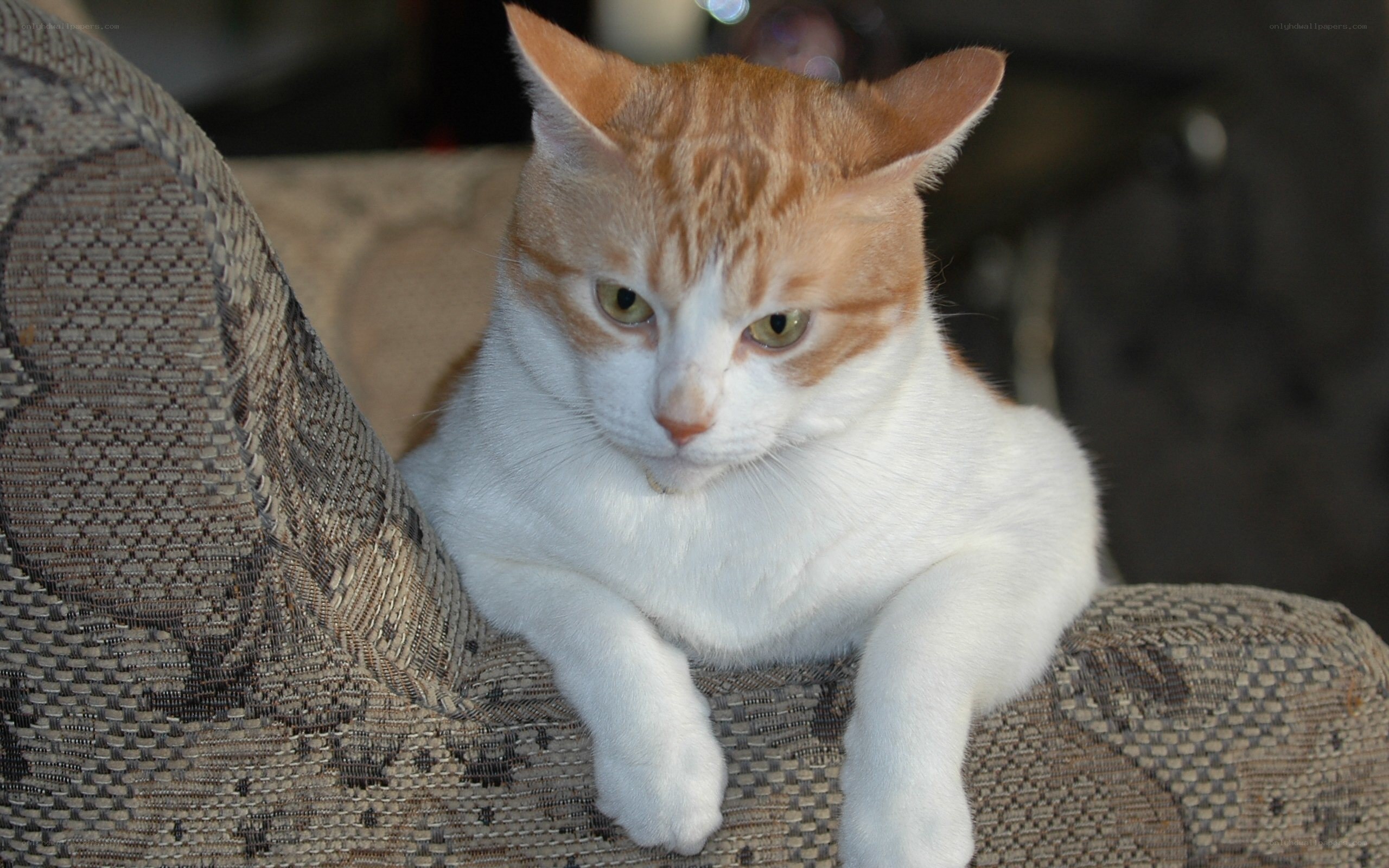 orange and white cat on couch