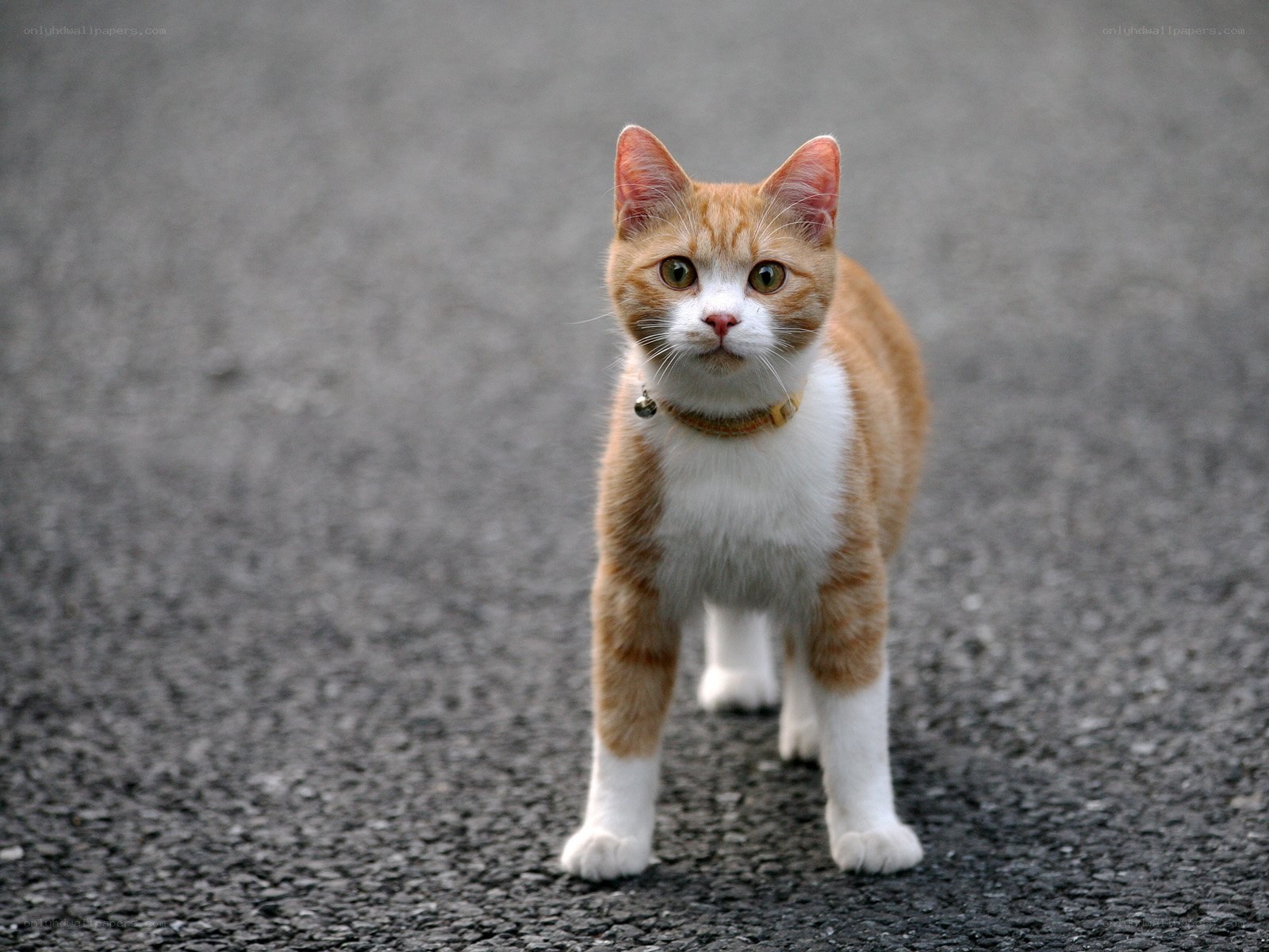 orange and white cat on pavement