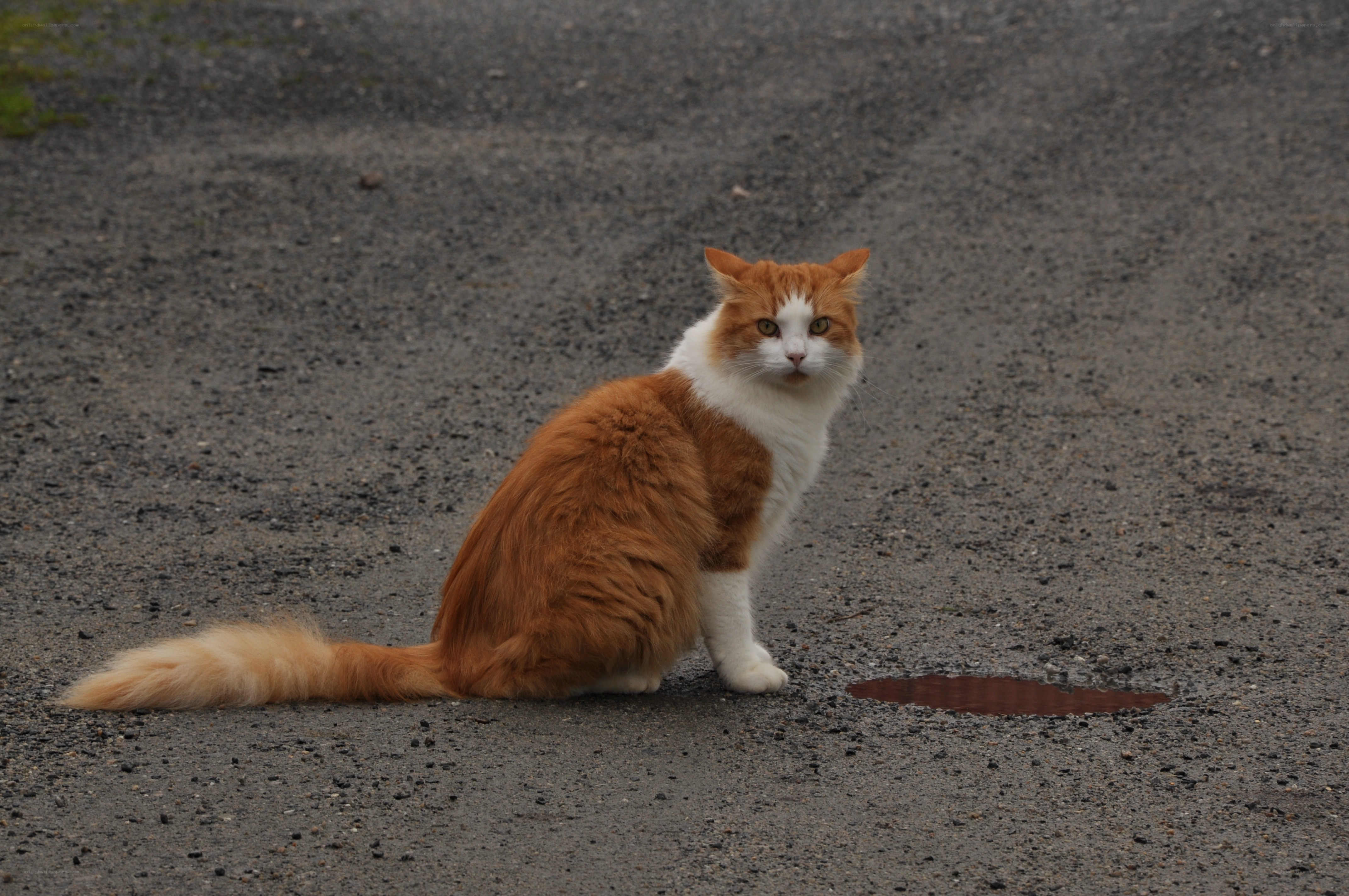 orange and white cat on pavement