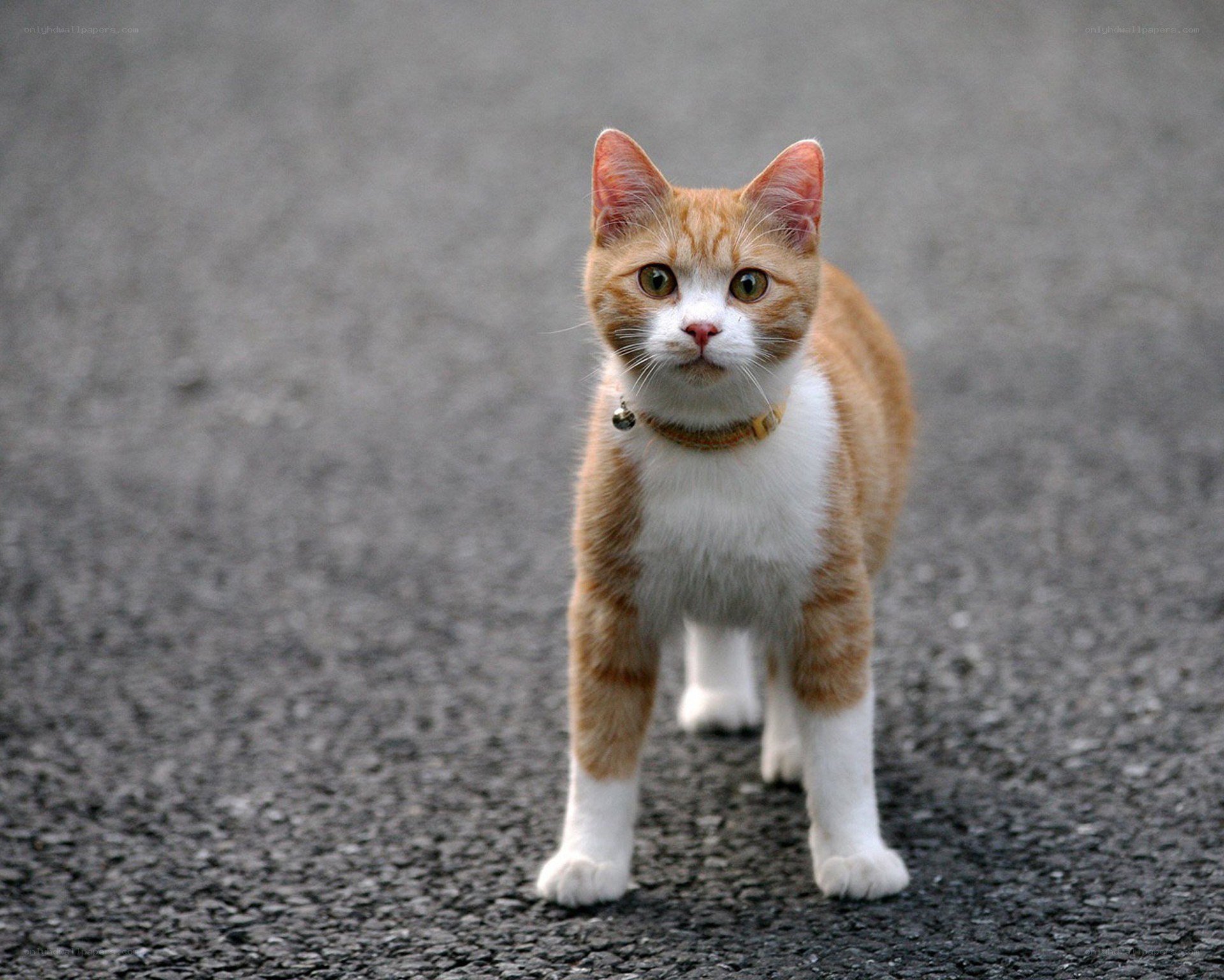 orange and white cat on pavement