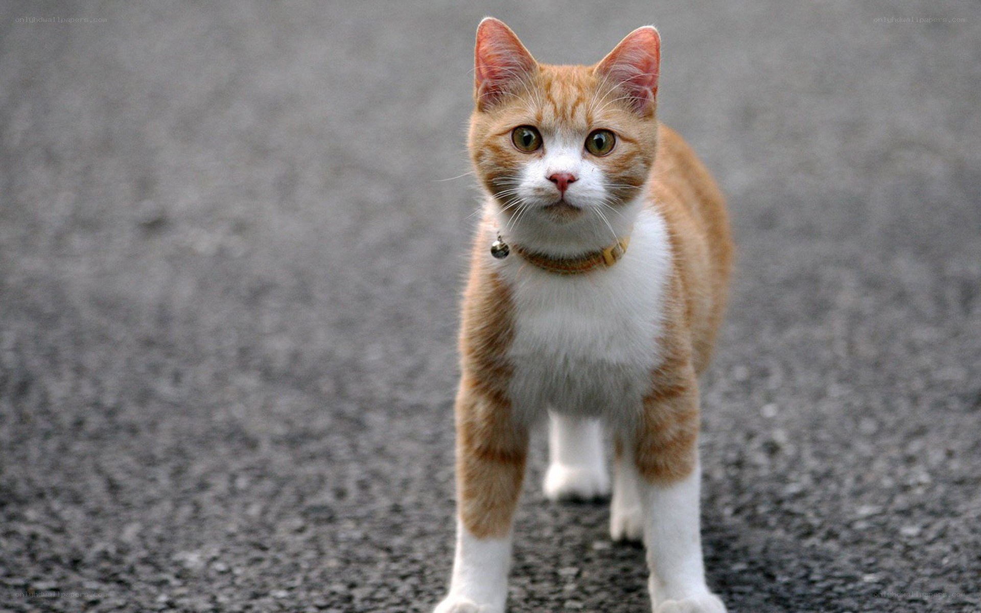 orange and white cat on pavement