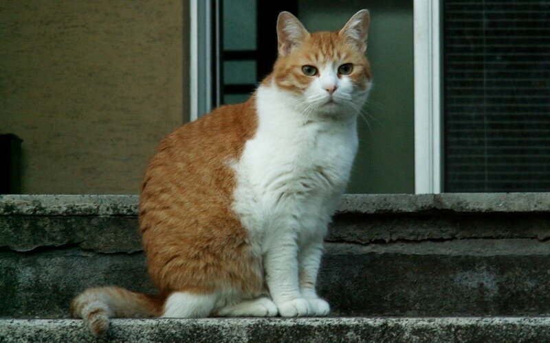 orange and white cat on steps