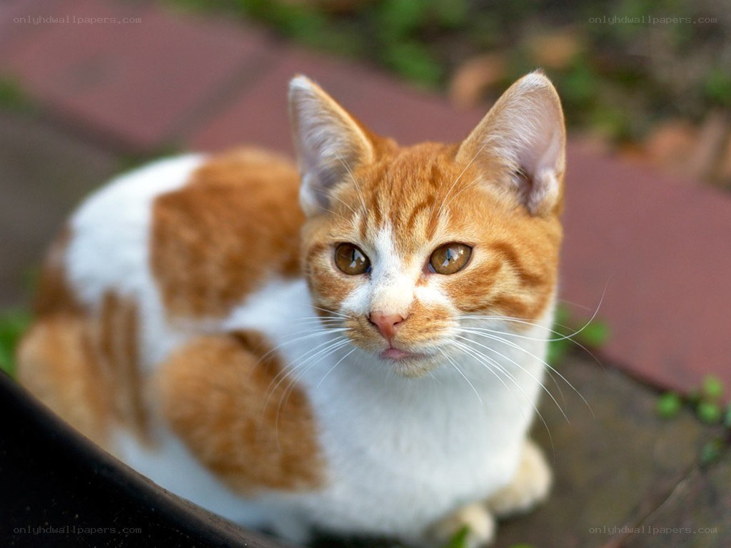 orange and white cat outdoors