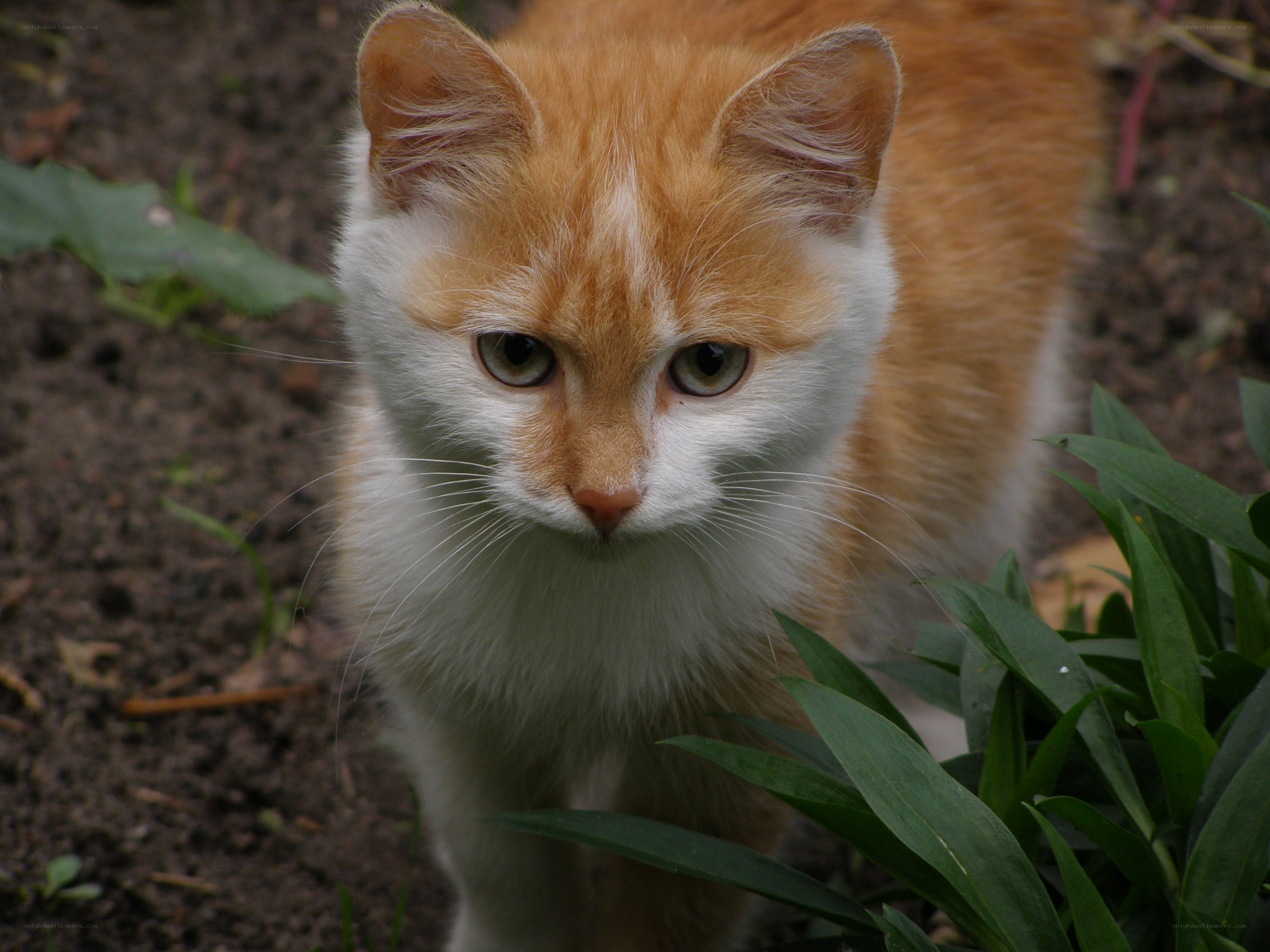 orange and white cat outdoors