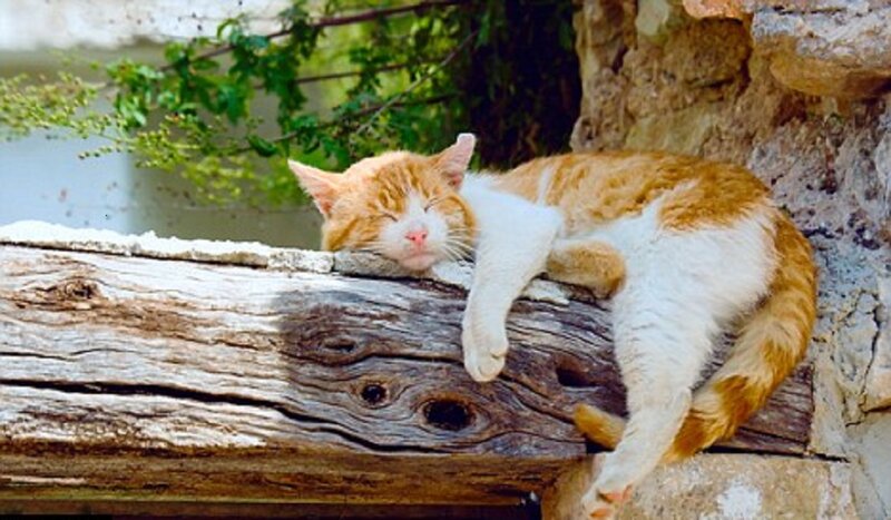 Orange and White Cat — Peaceful, Afternoon, Photograph