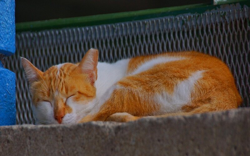 Orange and White Cat — Peaceful, Afternoon