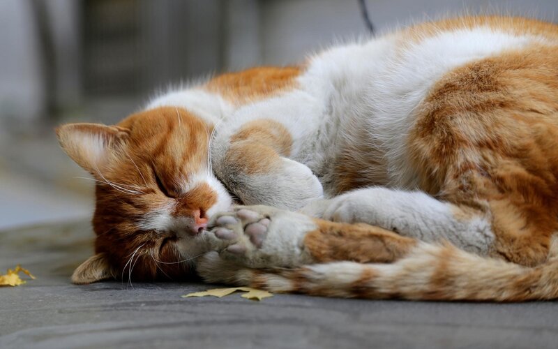 Orange and White Cat — Peaceful, Autumn, Photograph